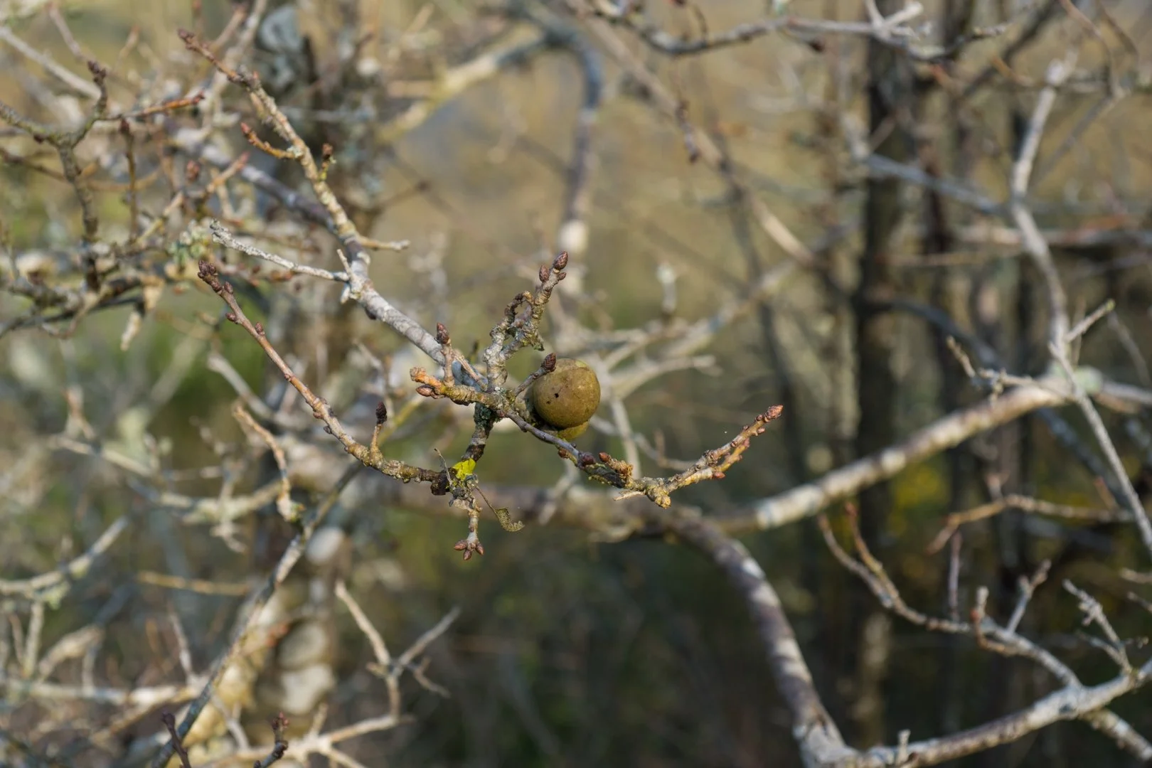 Laval-Image-Sortie-Moulin-de-Boël-mars-2019-08.jpg
