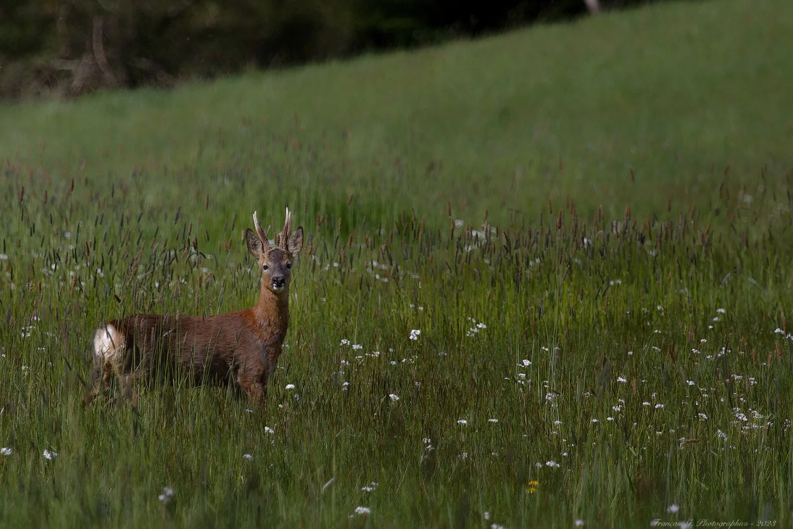IMG_4918_DxO.jpg