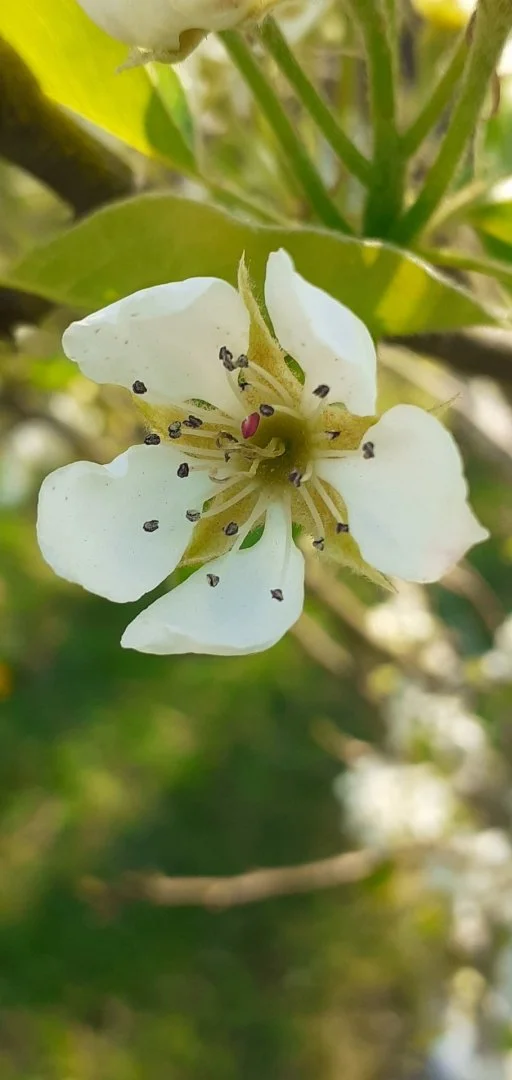 Fleur-de-poirier.jpg