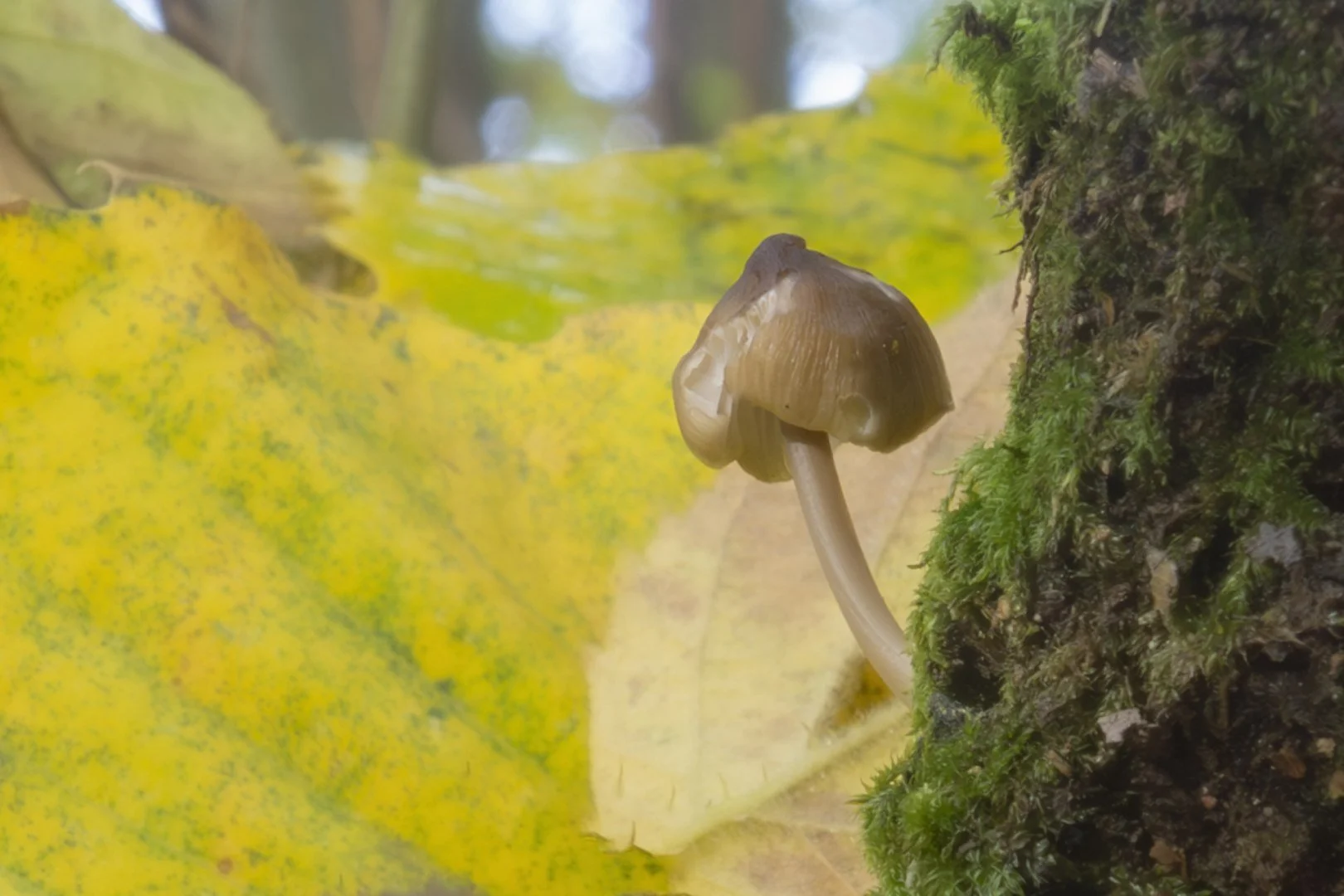Champignon.jpg