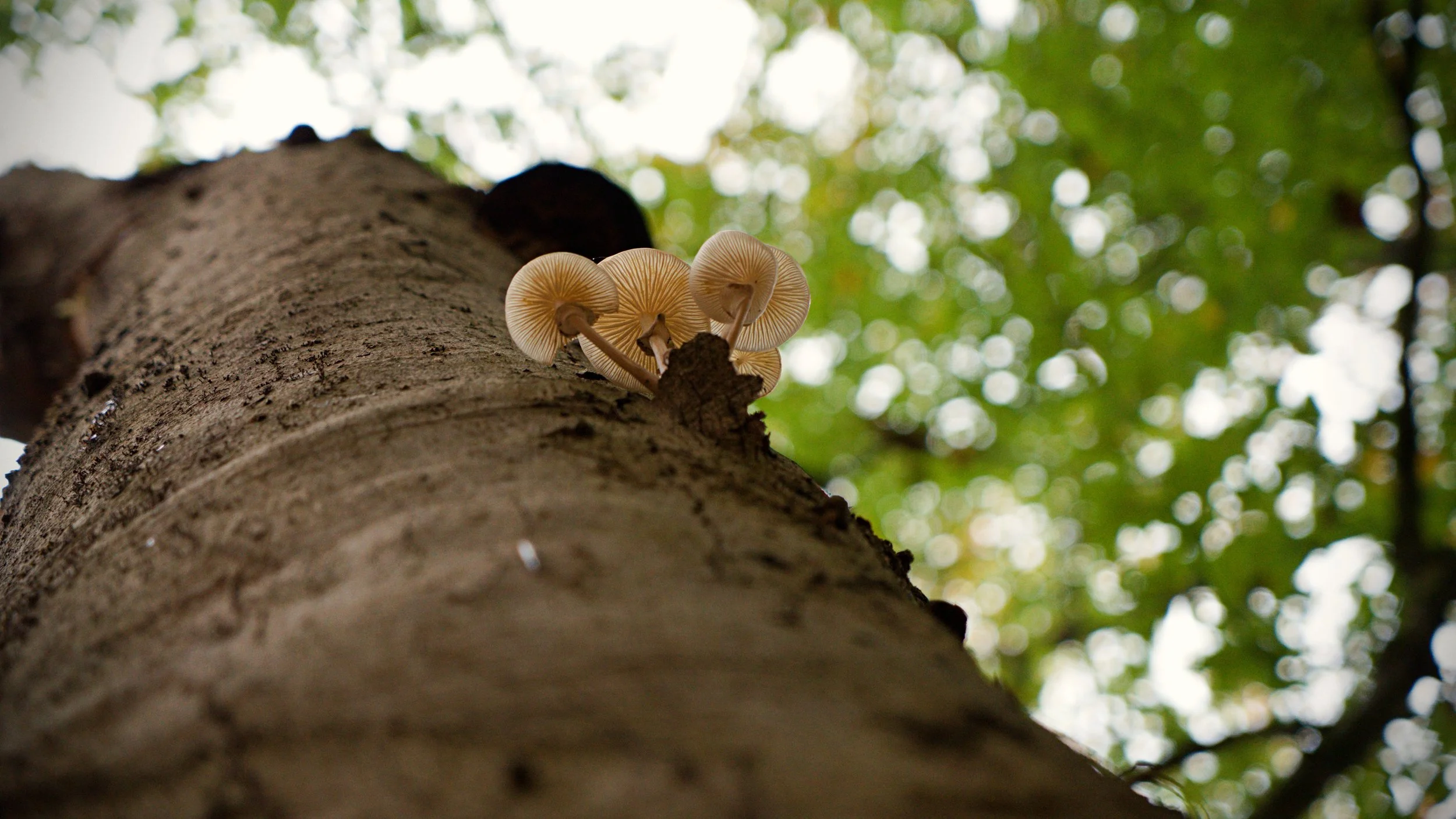DSC08780.jpg