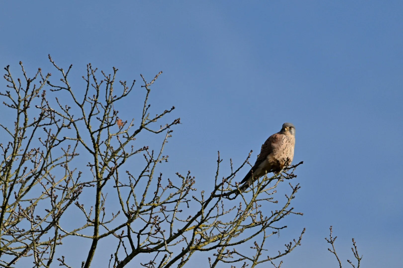 HM-DSC_7957.jpg