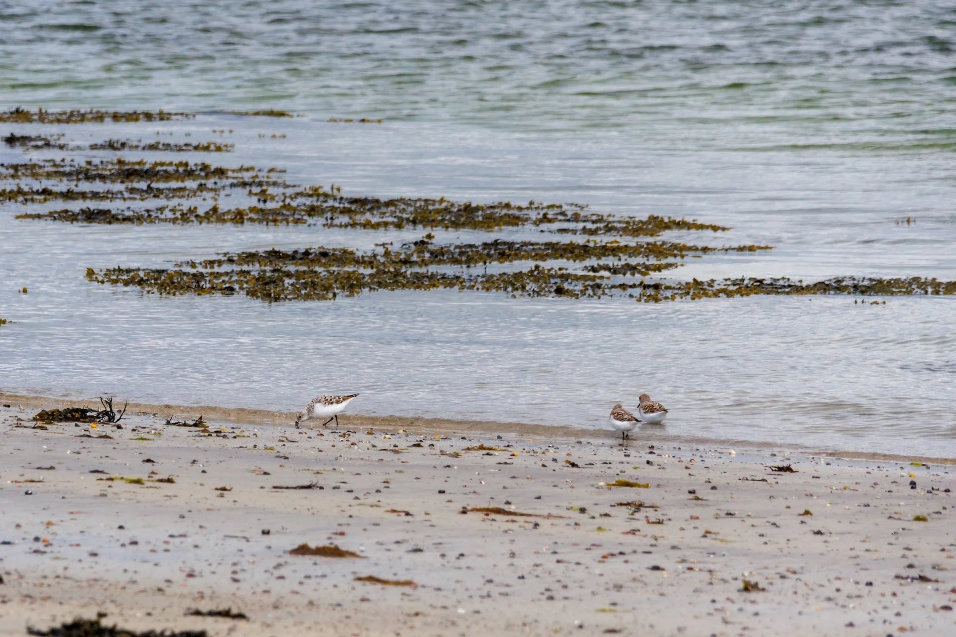 CB-0526-Bécasseau sanderling1.jpg