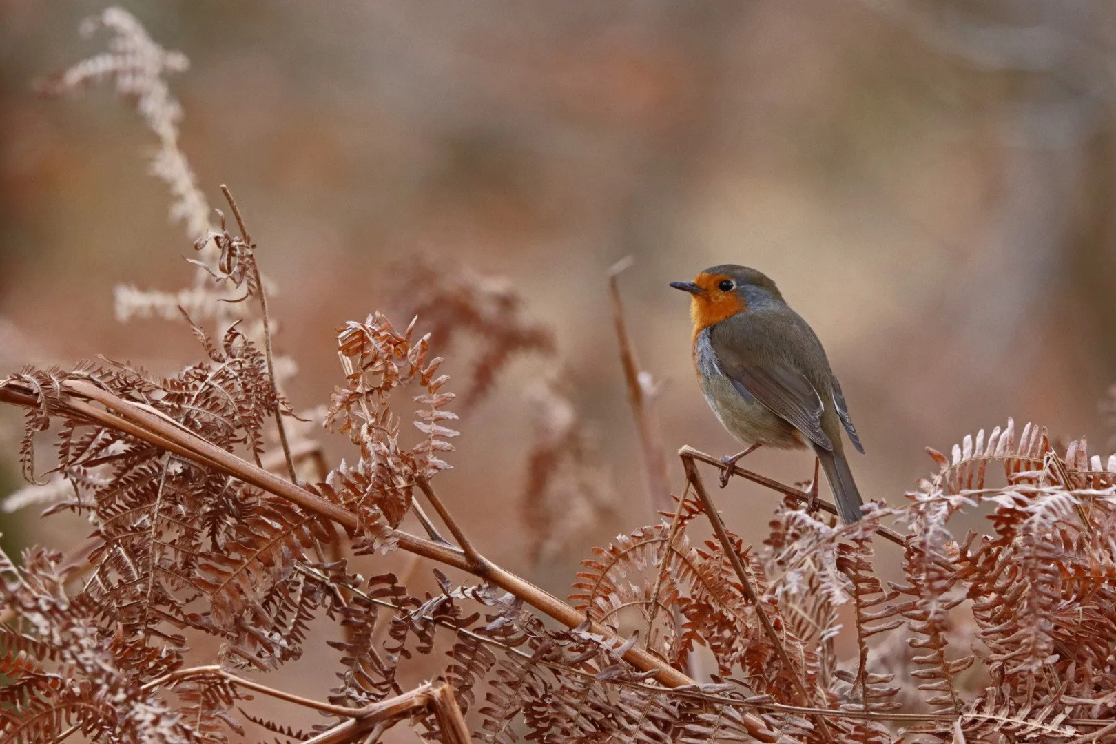 LD-12-03-22-1600iso-640eme-8-600mm-rouge-gorge_1.jpg