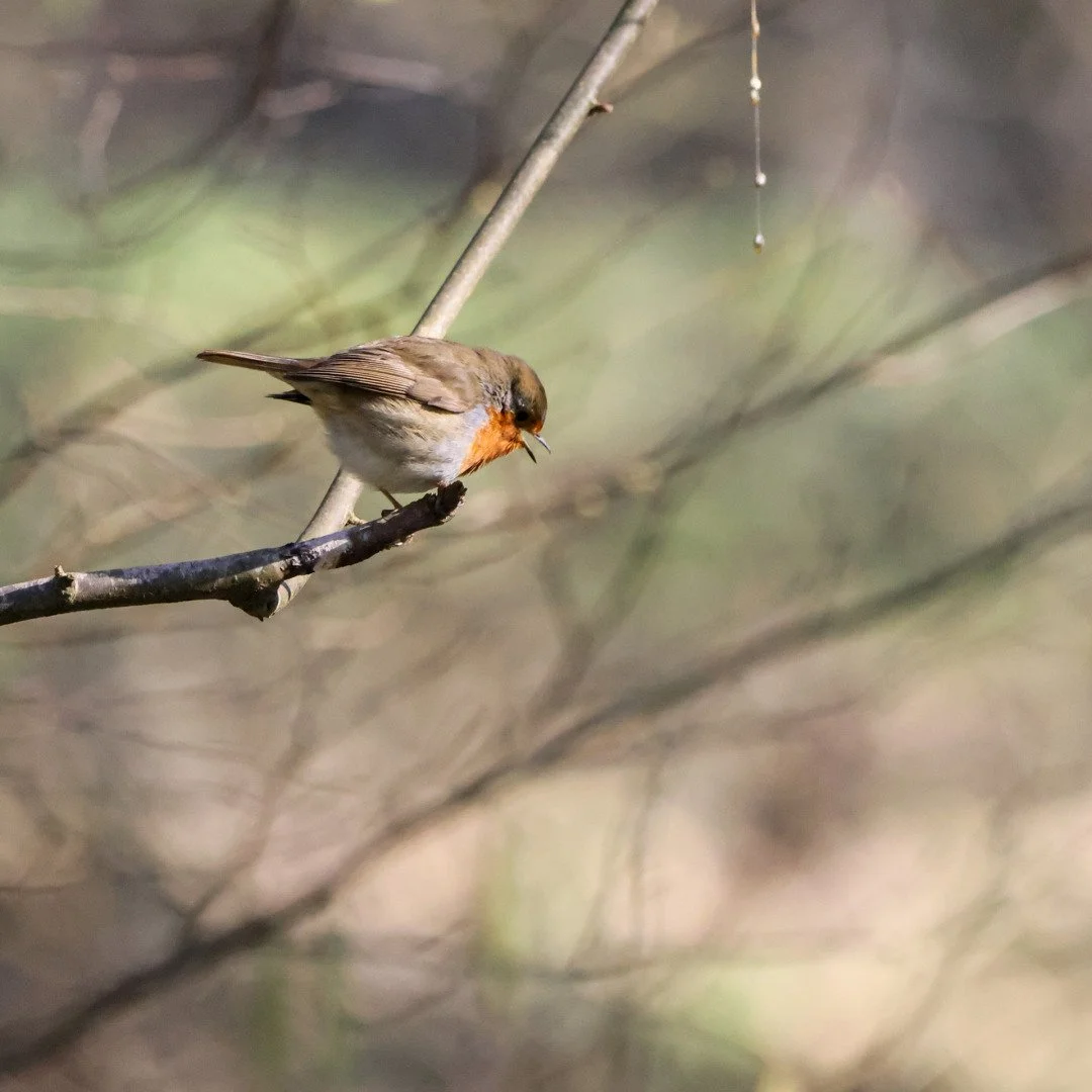 Rouge-Gorge1.jpg