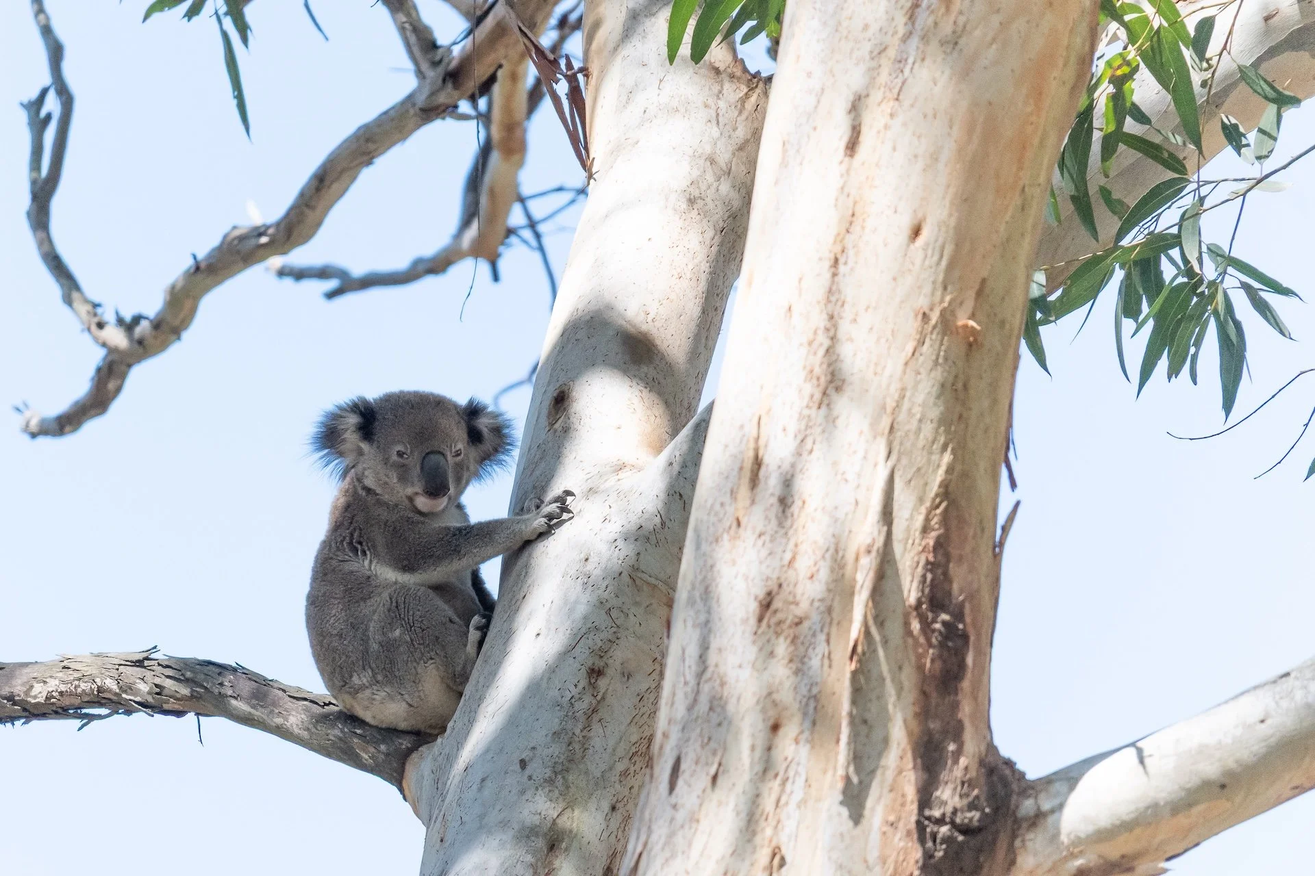 02-26 BH koala 2.jpg