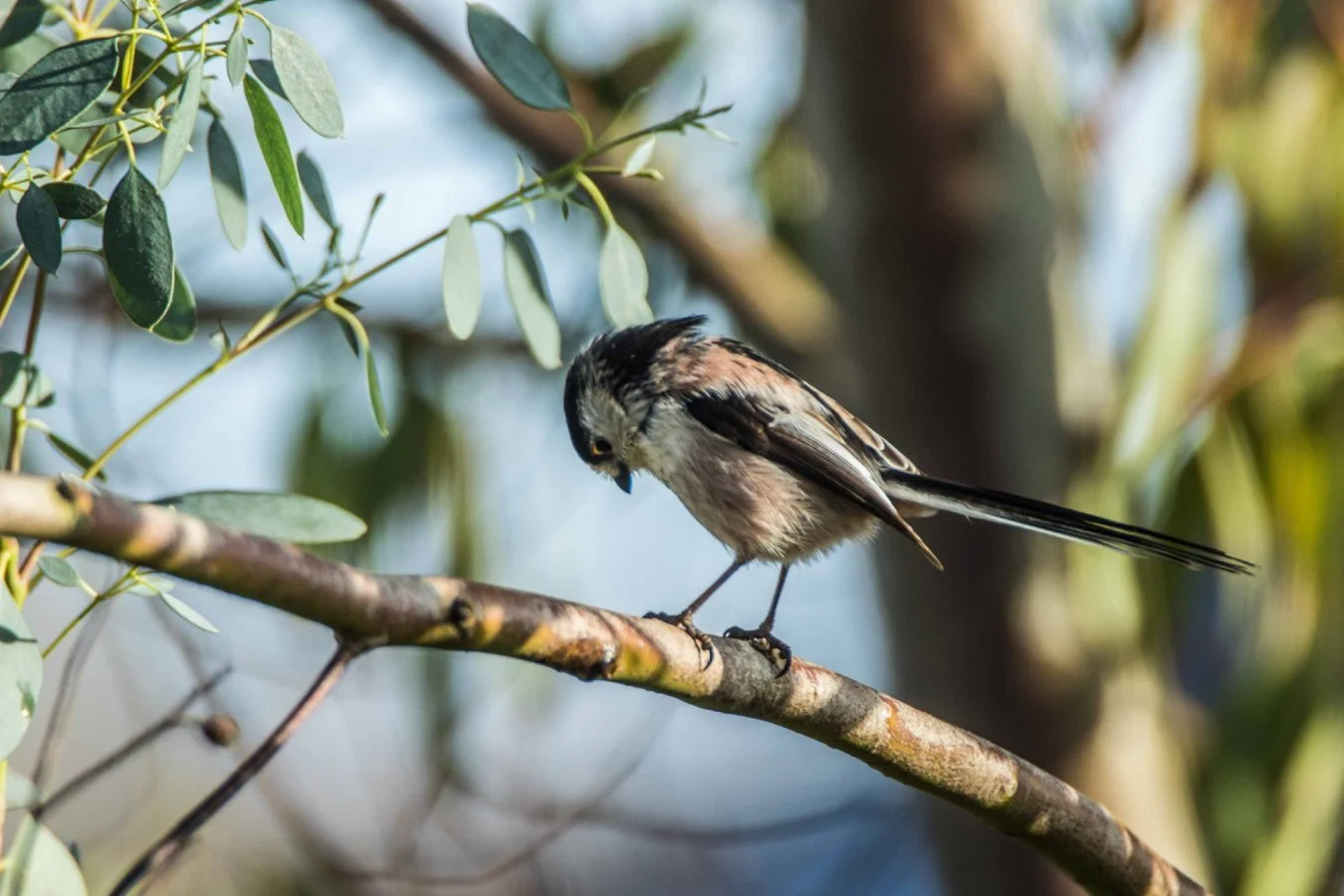 La-mésange-vous-salue-bien.jpg