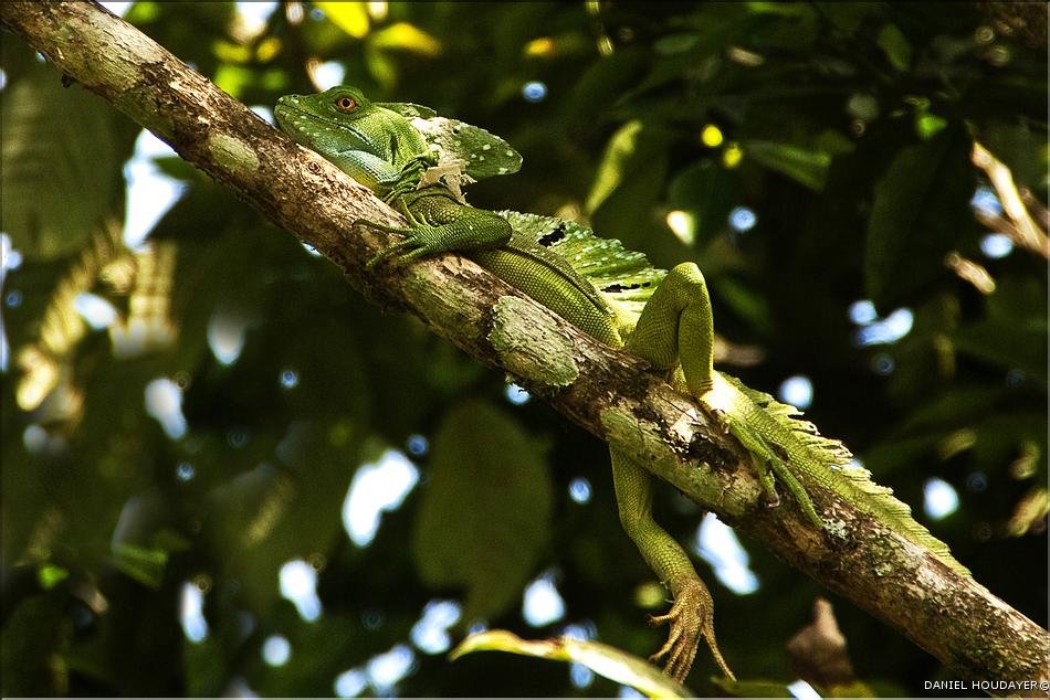 Costa Rica - flore