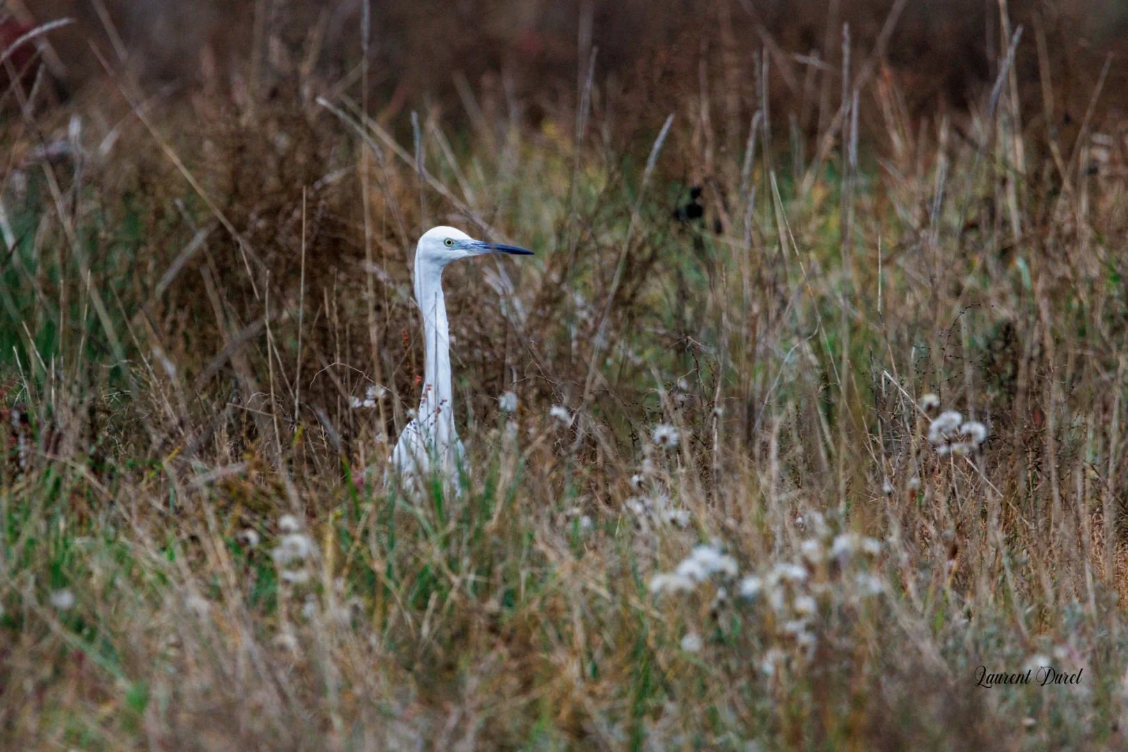 LD-11-24-Heron-garde-boeuf.jpg