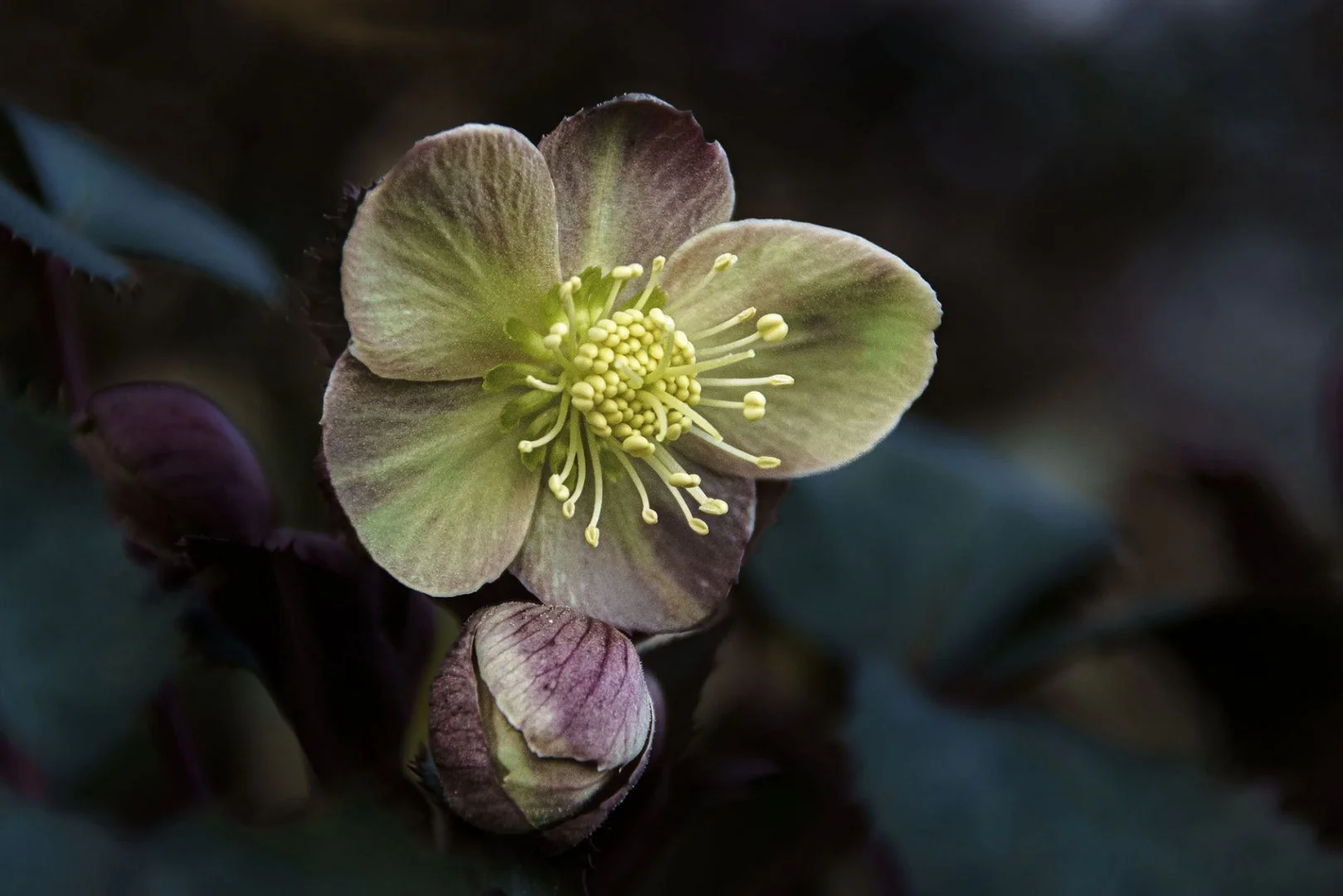 Hellebore.jpg