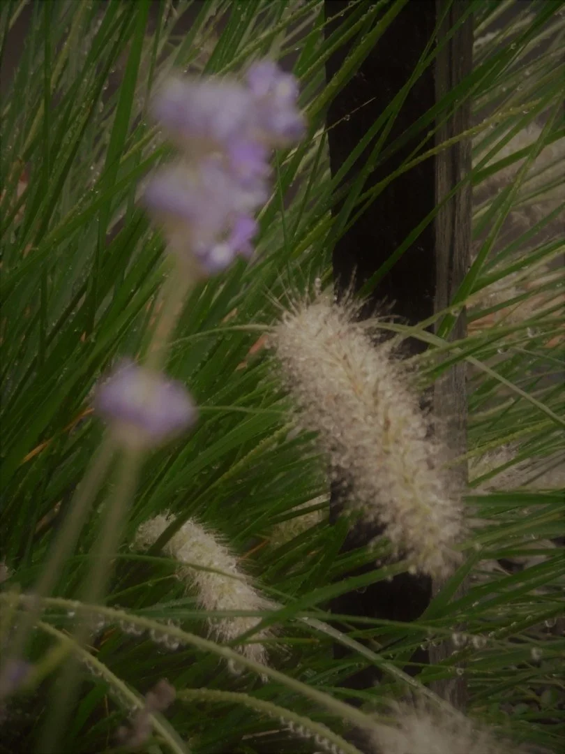 Herbes-sous-la-pluie.JPG