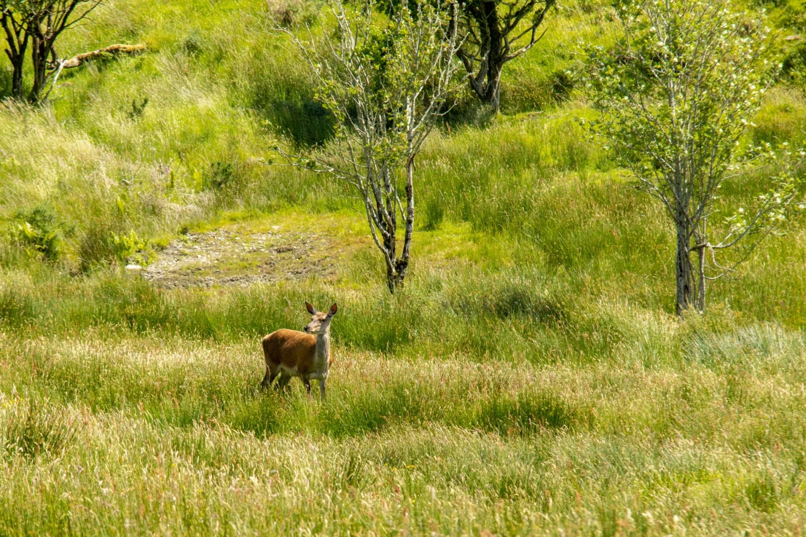 3-Biche-Irlande.jpg