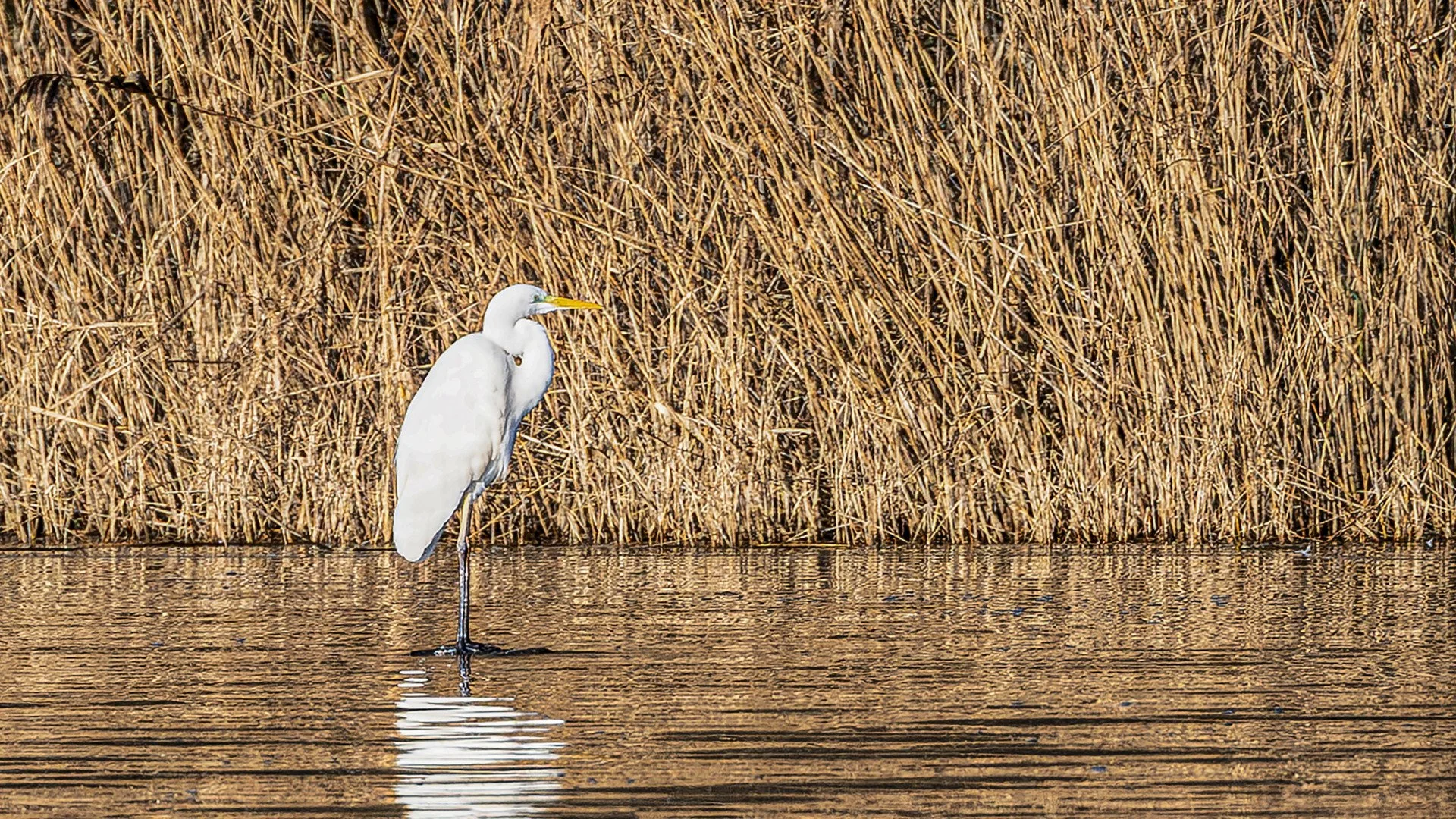 Jaune-et-blanc.jpg