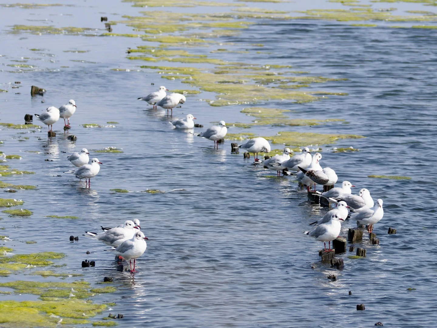 JV-ete-2025-Mouette-rieuse-P8140019_DxO_DxO.jpg