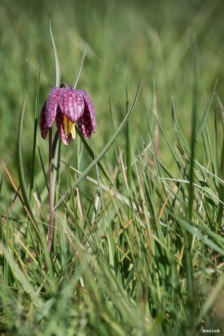 Fritillaires_avril_2021_01.jpg