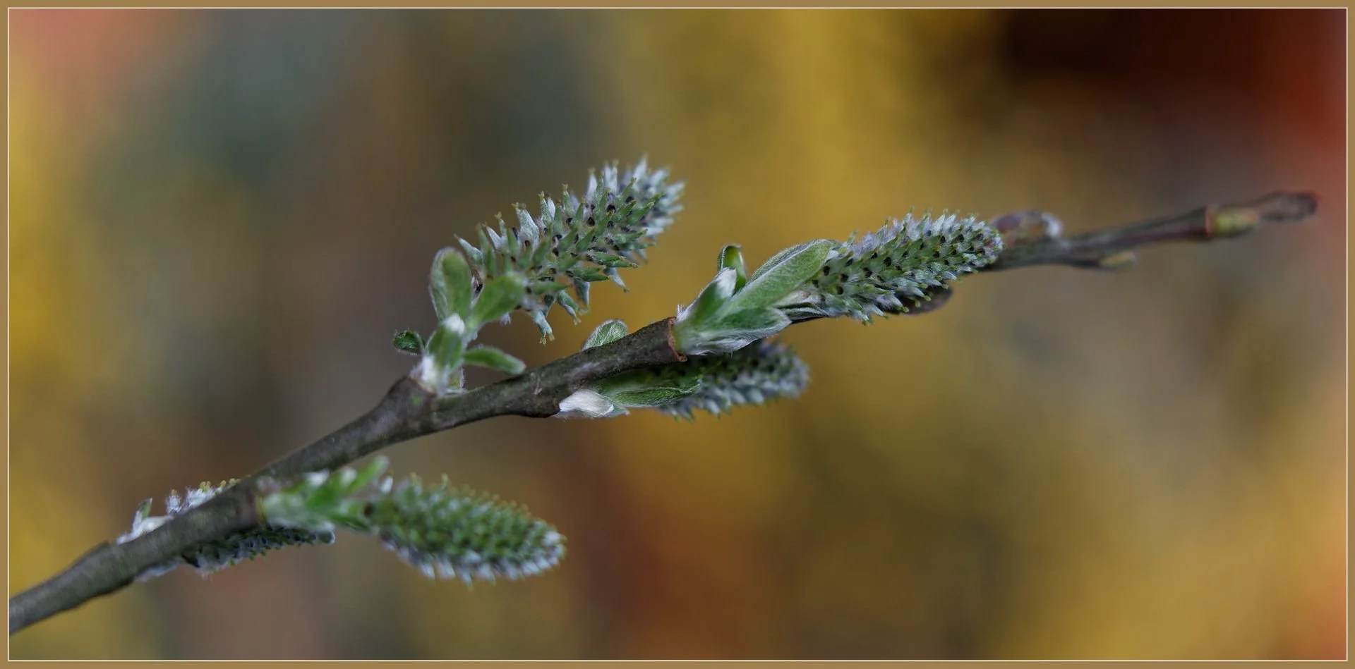 Premices-du-Printemps.jpg