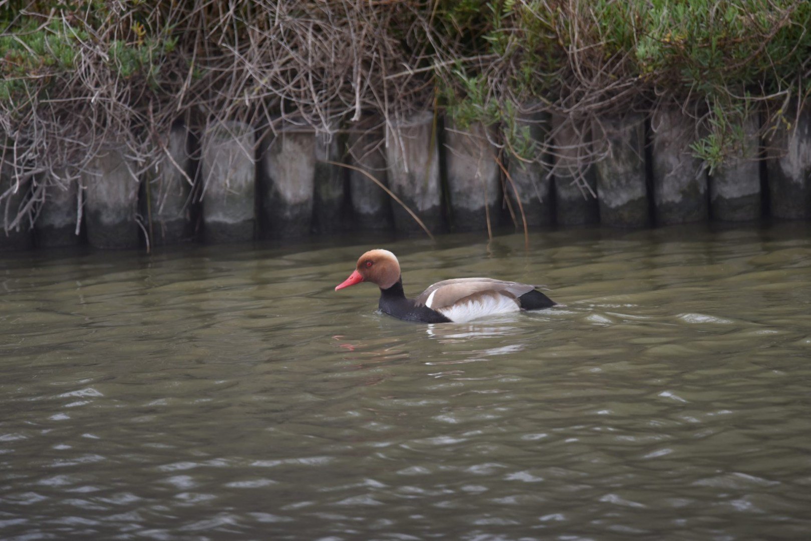 HM-Nette-rousse-DSC_4695_01.jpg