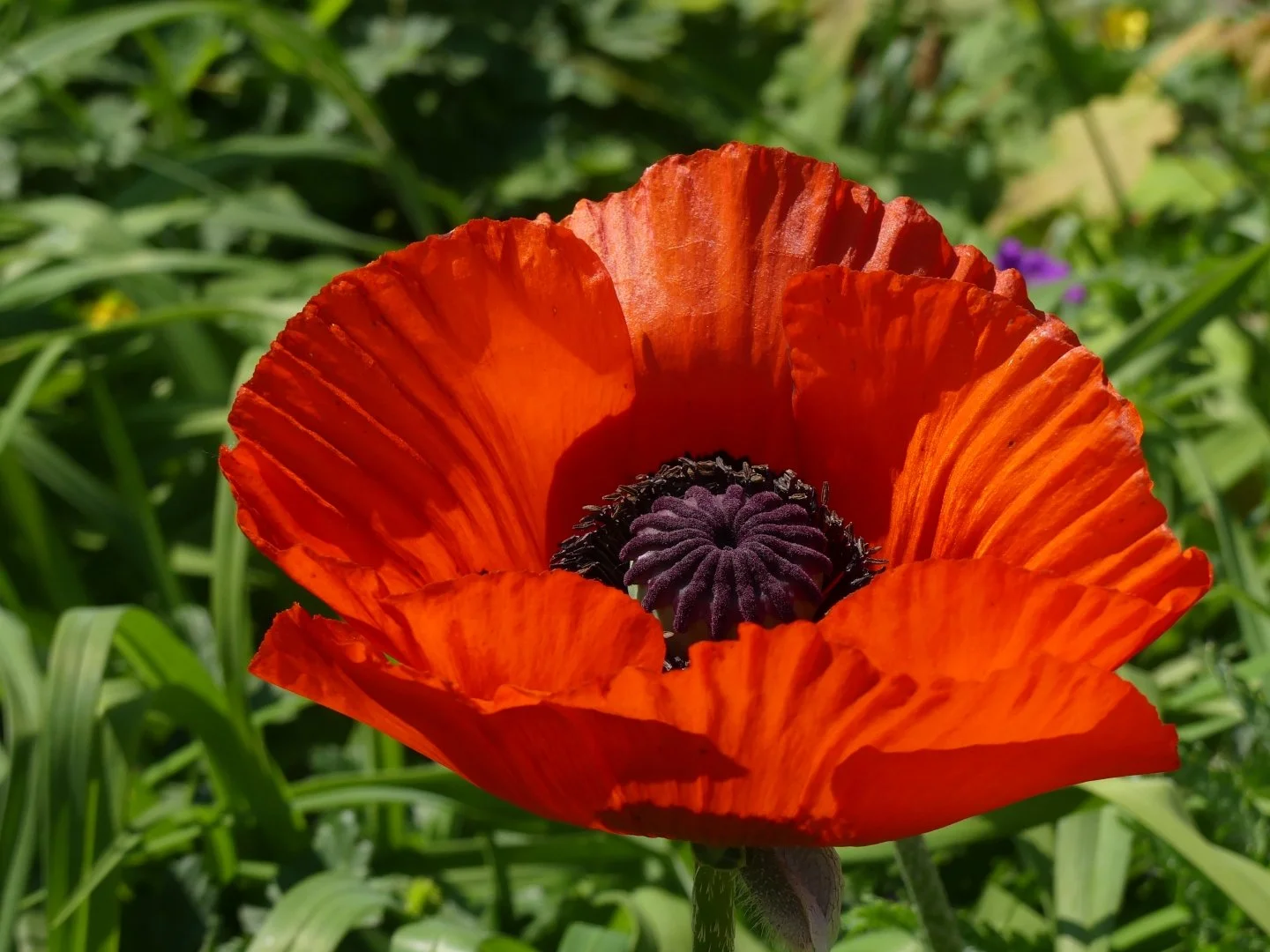 Le-mois-du-Pavot.JPG