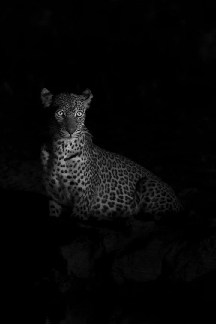 A-la-maniere-de-Kyriakos-Kaziras-Ombre-de-la-savane.jpg