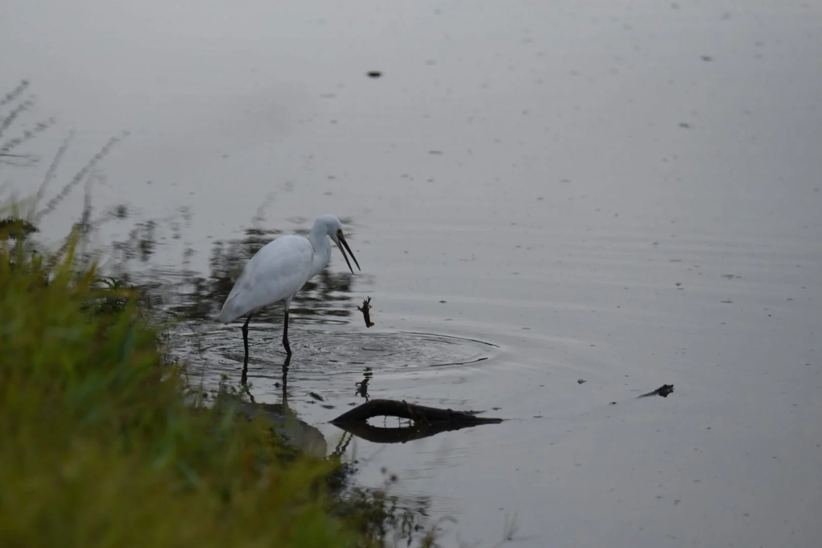 HM-Aigrette-garzette-Mod-450mm-S-Vit4000s-f6-ISO1000-Bourgon-DSC_0548.jpg