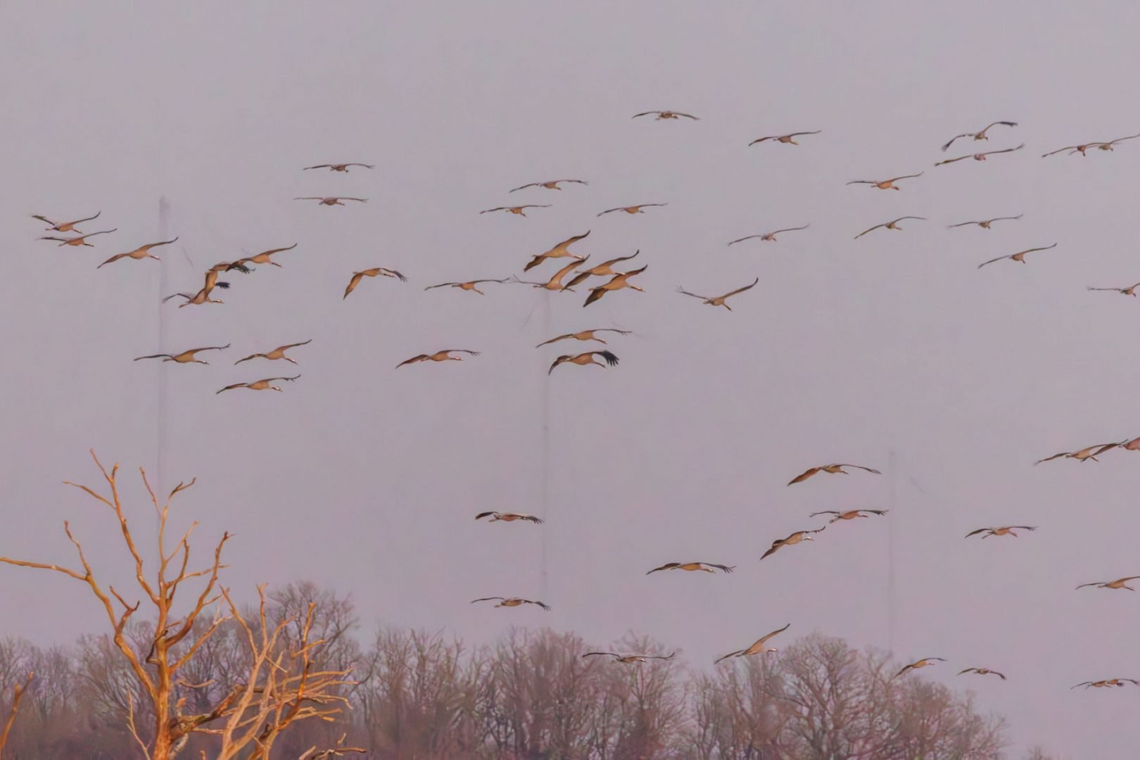 CB-0125-Grues-arrivant-au-dortoir.jpg
