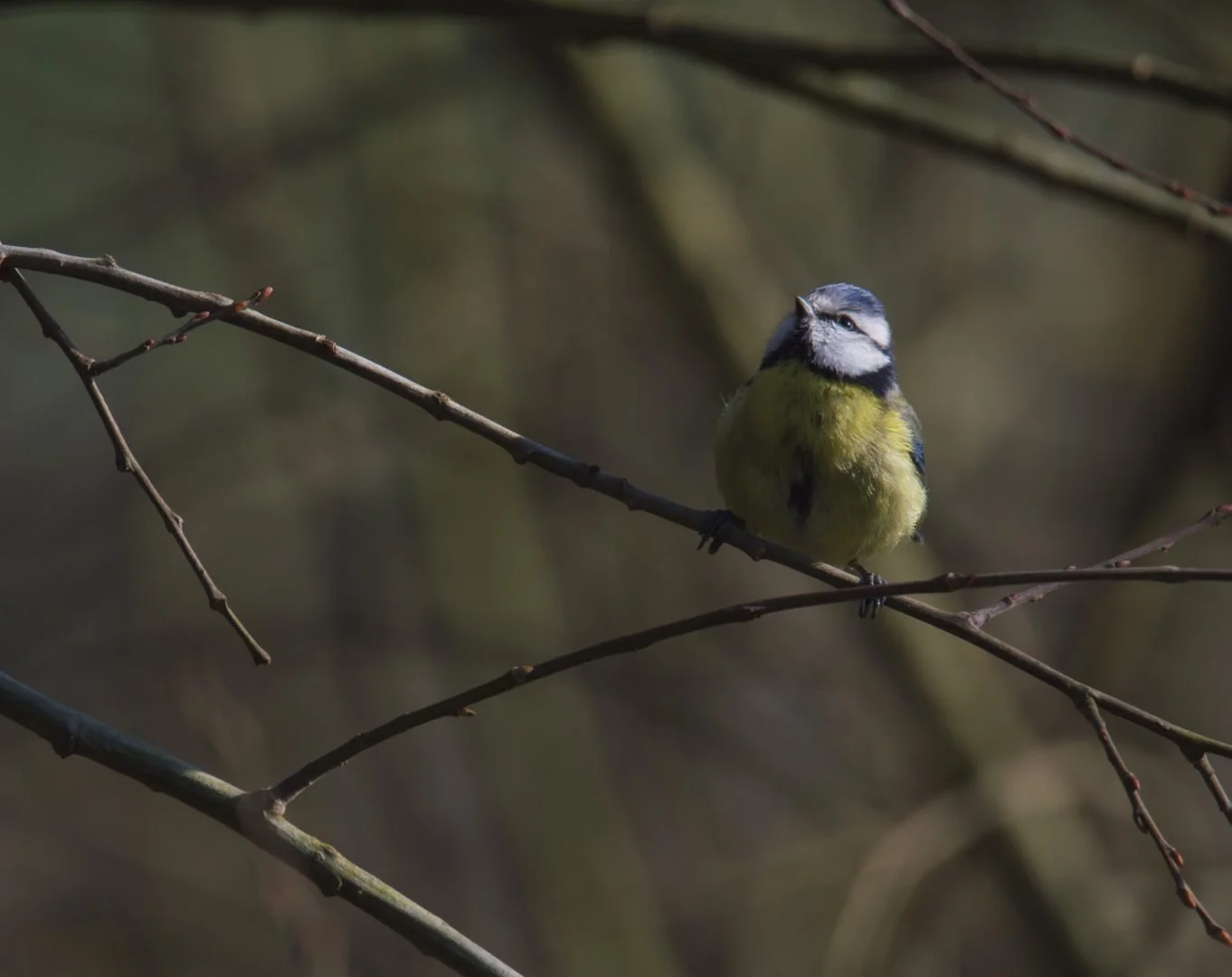 Mesange_Bleue_03_F6_3_1-2000sec_400Iso_600mm.jpg