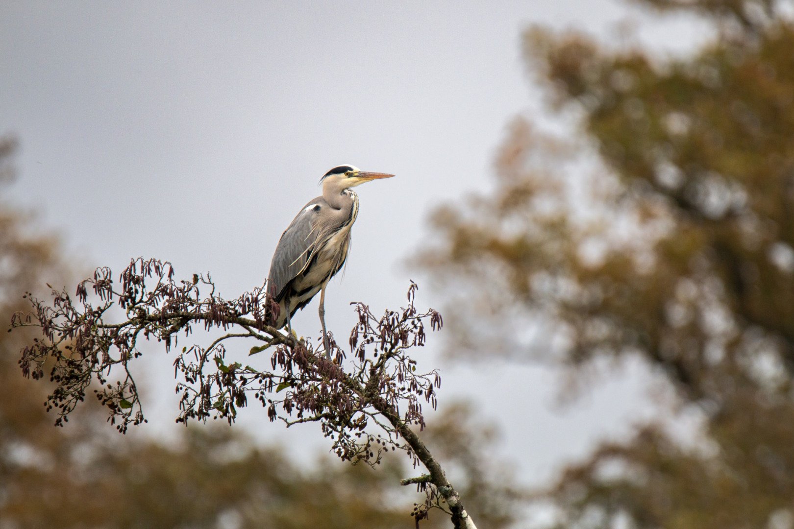 Maitre-Heron-.jpg