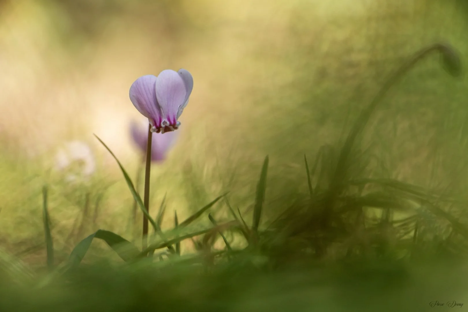 Cyclamen-sauvage-.jpg
