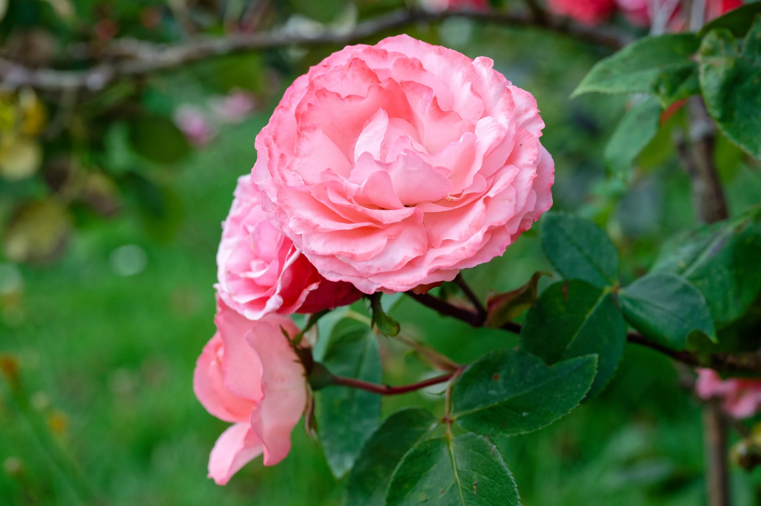 Rose.jpg