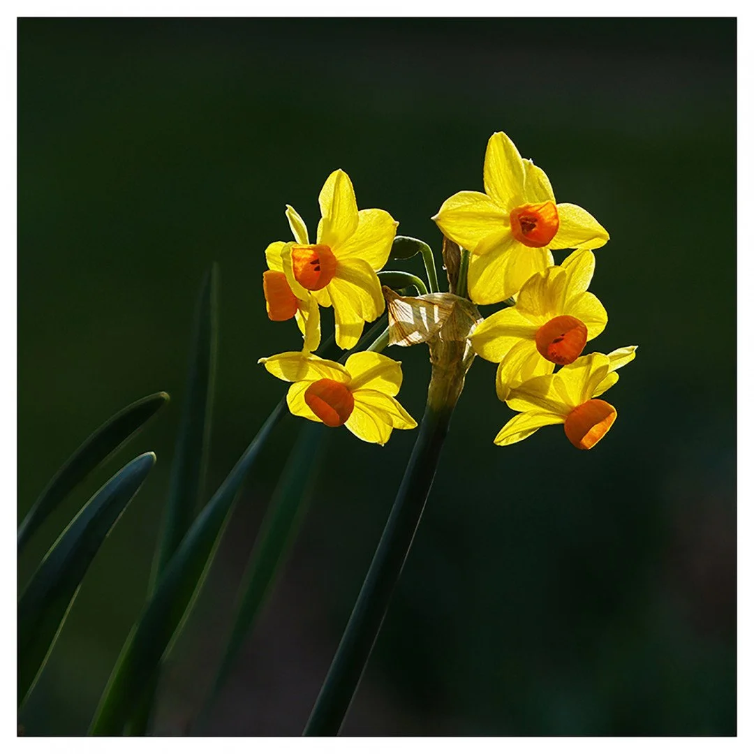 narcissus-jonquilla.jpg