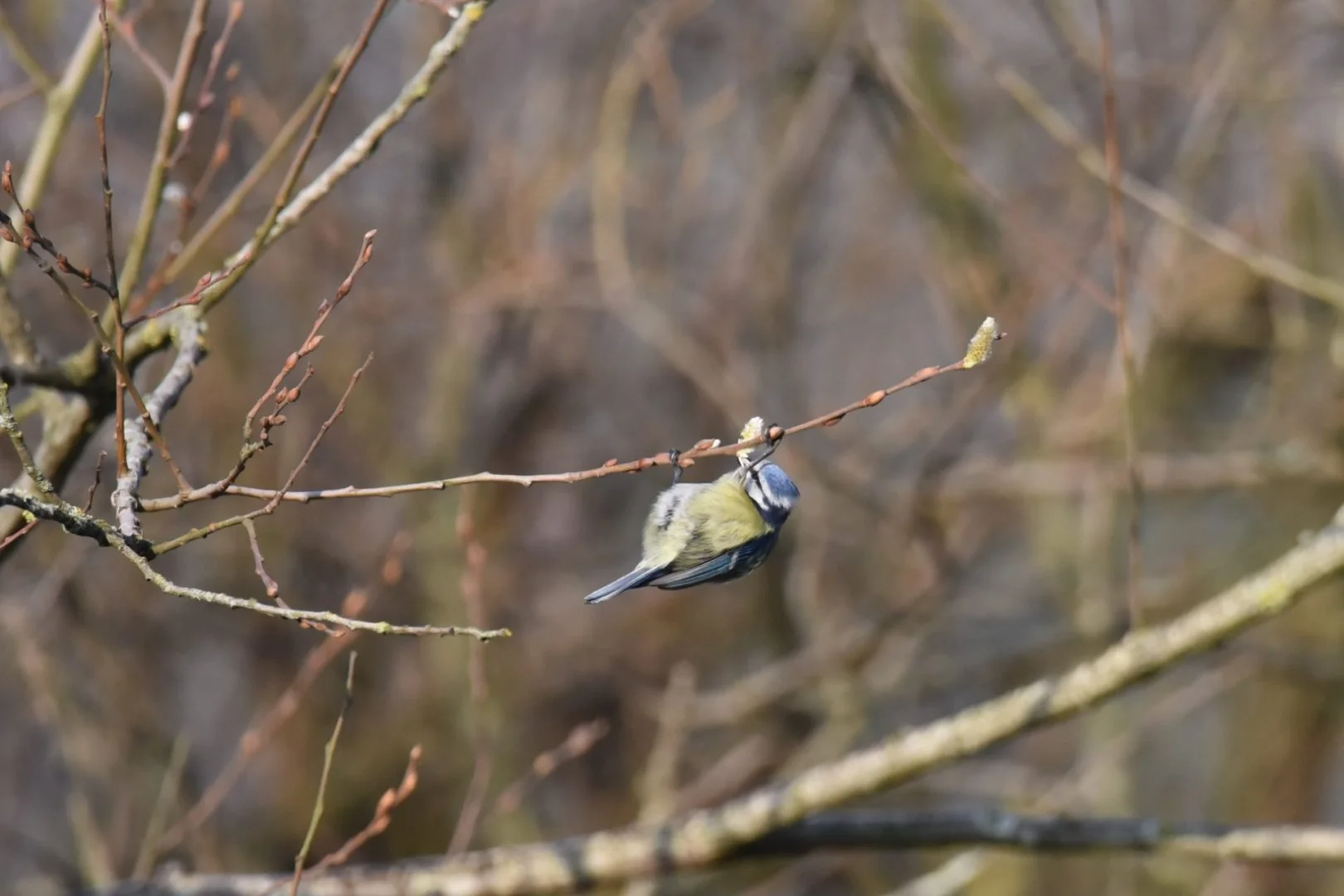 HM_DSC_7609.jpg