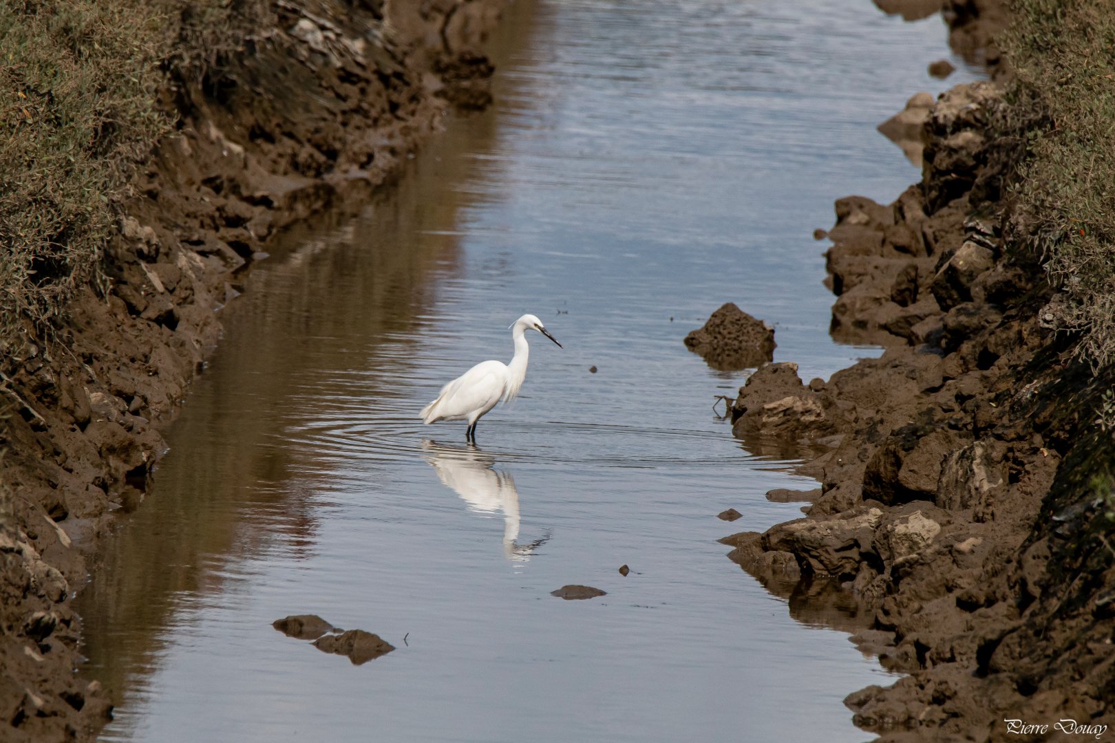 09-25-P-D-Aigrette-garzette-14.jpg