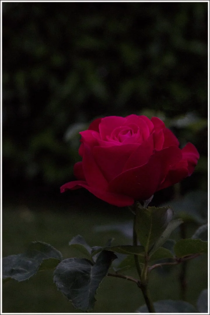 Roses-9.jpg