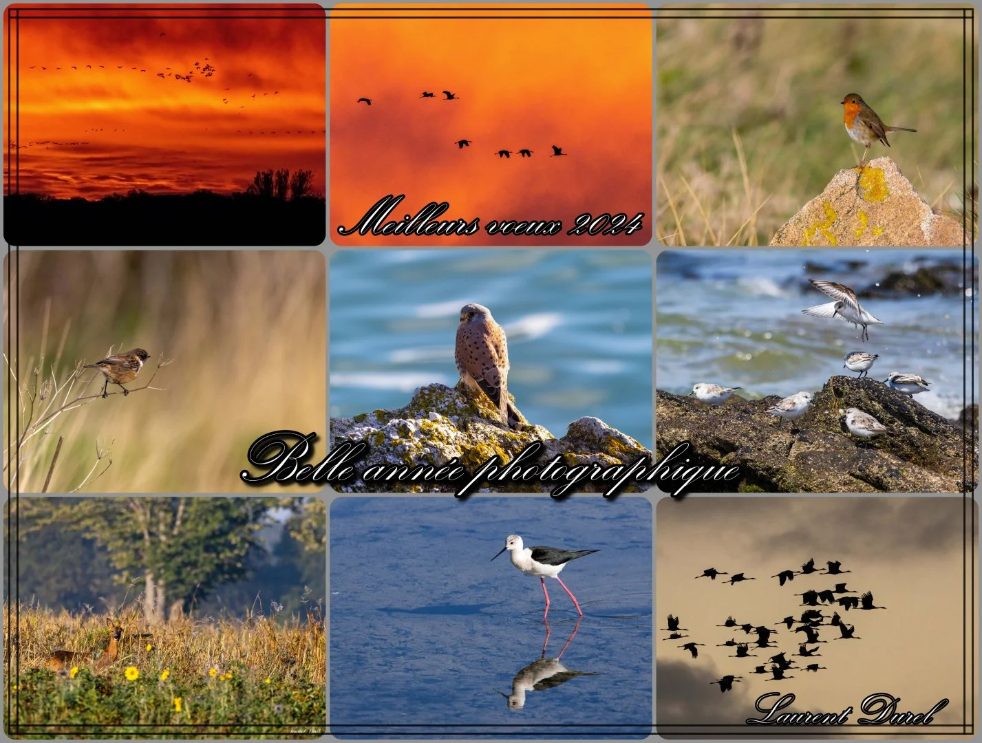 Laurent-Carte-voeux-animaliers-2024-R.jpg