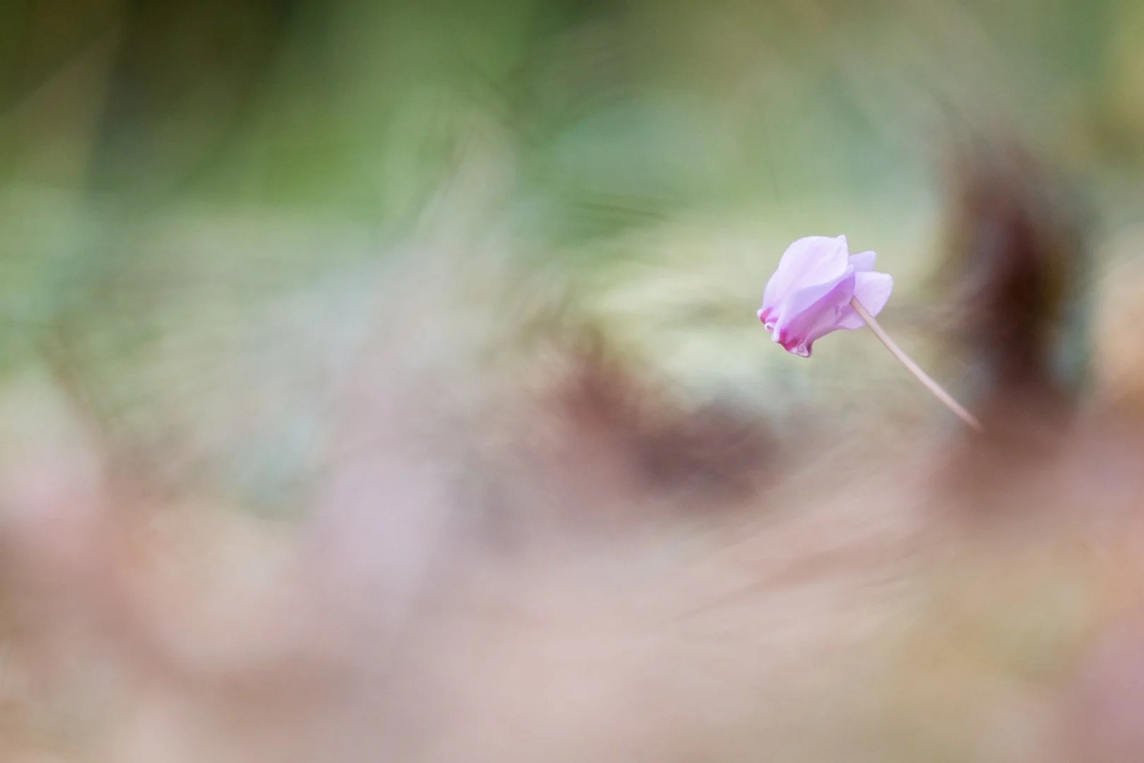 cyclamen-sauvage.jpg
