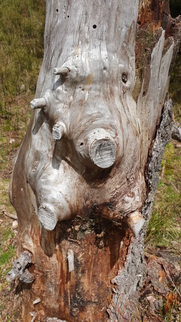 pareidolie-en-foret.jpg