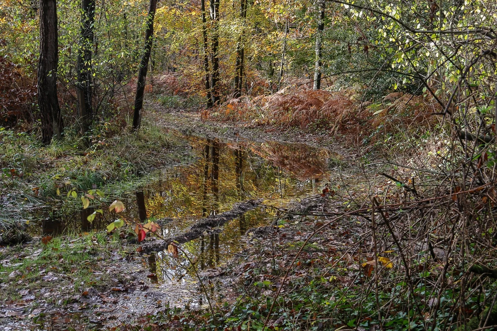 Après-la-pluie.jpg