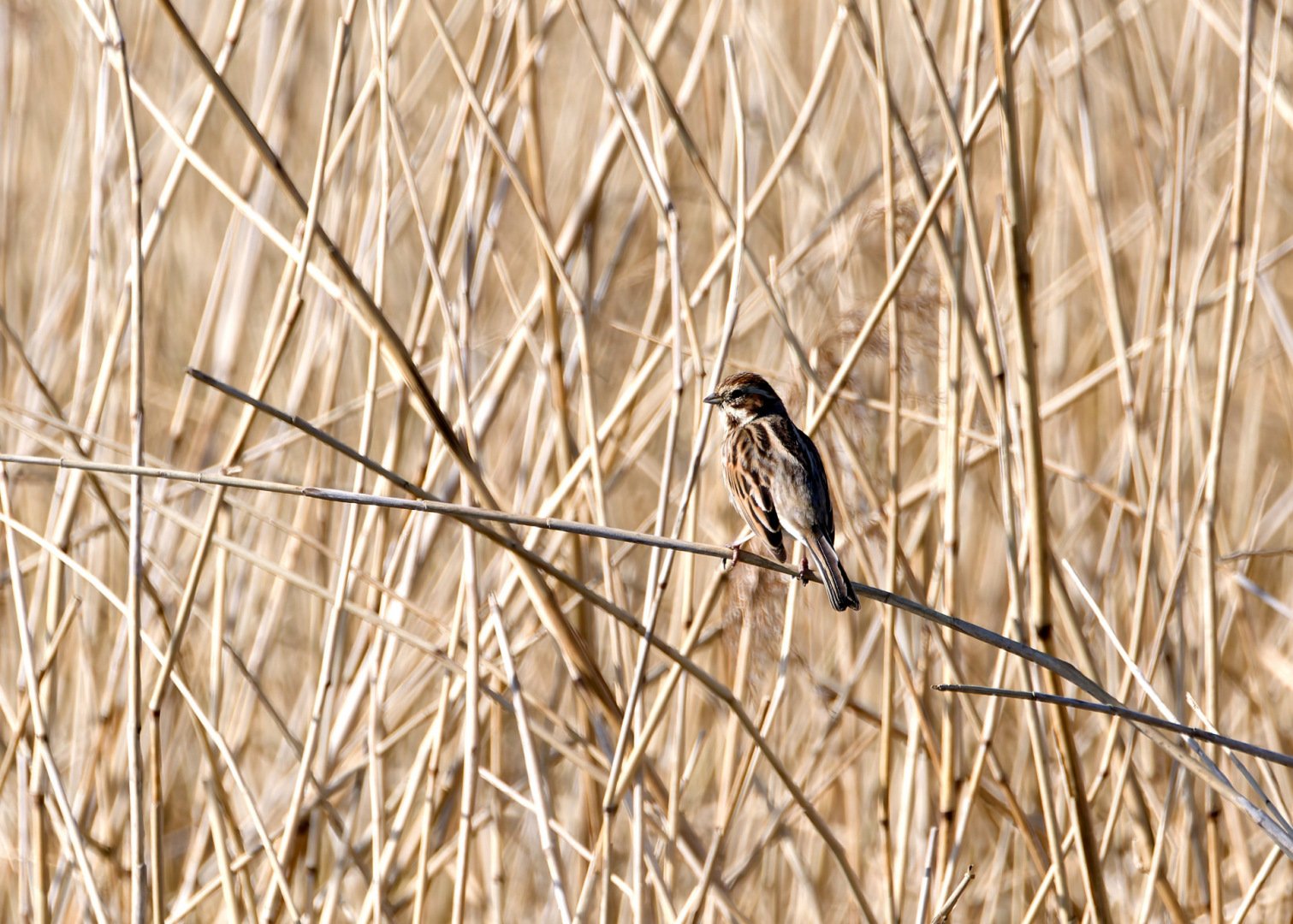 Bruant-des-roseaux-JV-P3050102_DxO_DxO.jpg
