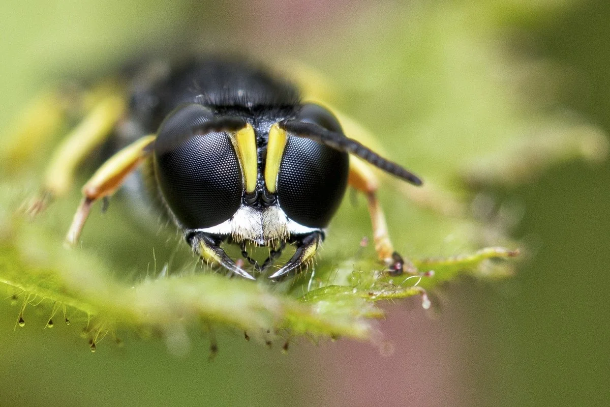 Un oeil sur la nature (2013)
