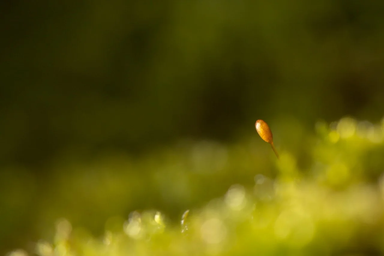 14-sporophyte.jpg
