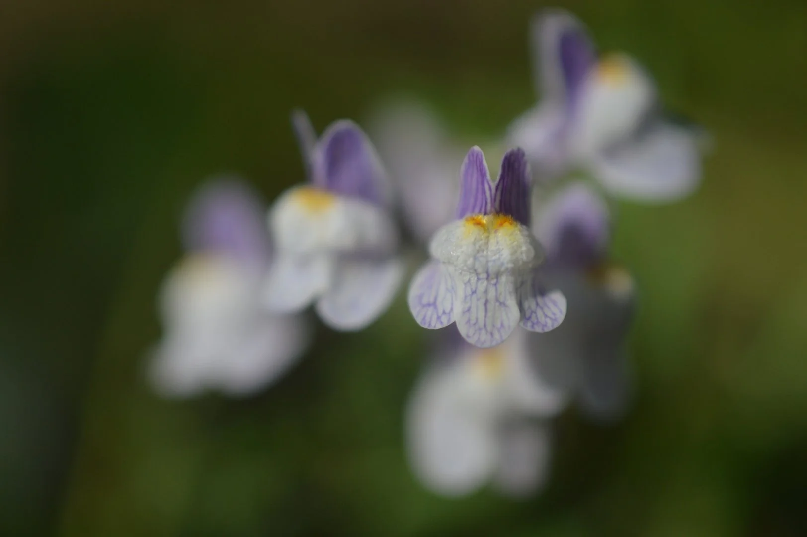 Fleurs-sauvages.JPG