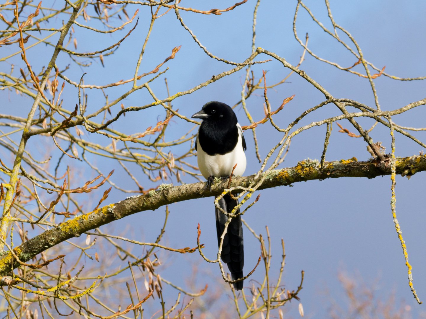 JV-Decembre-2024-Bihoreau-Frossay-PC200005_DxO-13_2.jpg