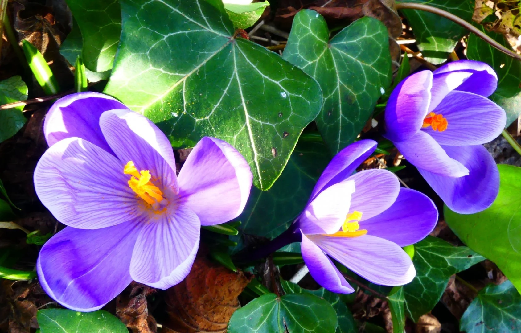 Les-3-Crocus.jpg