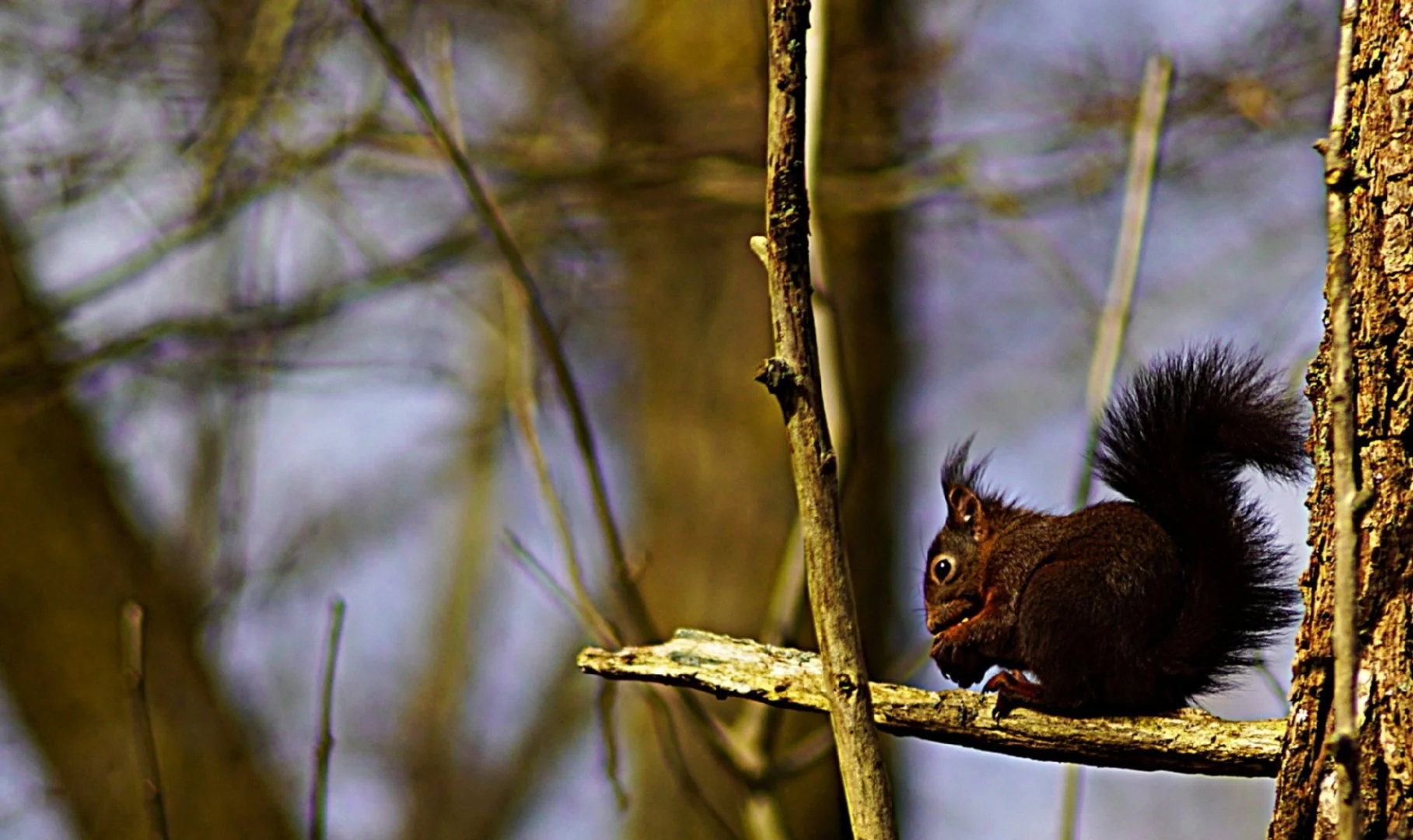 Sur-ma-branche.jpg