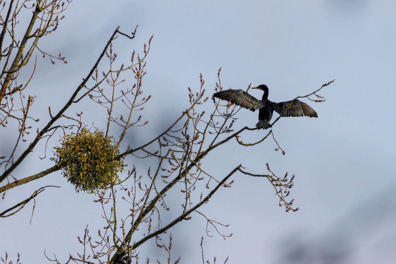 CB-NOV24-Cormoran.jpg
