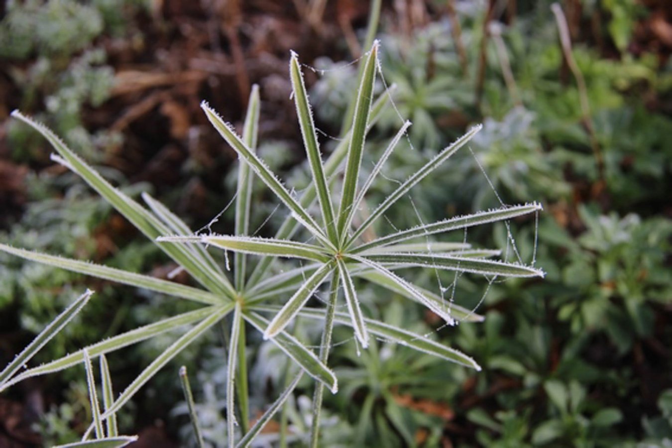 givre-au-jardin.jpg