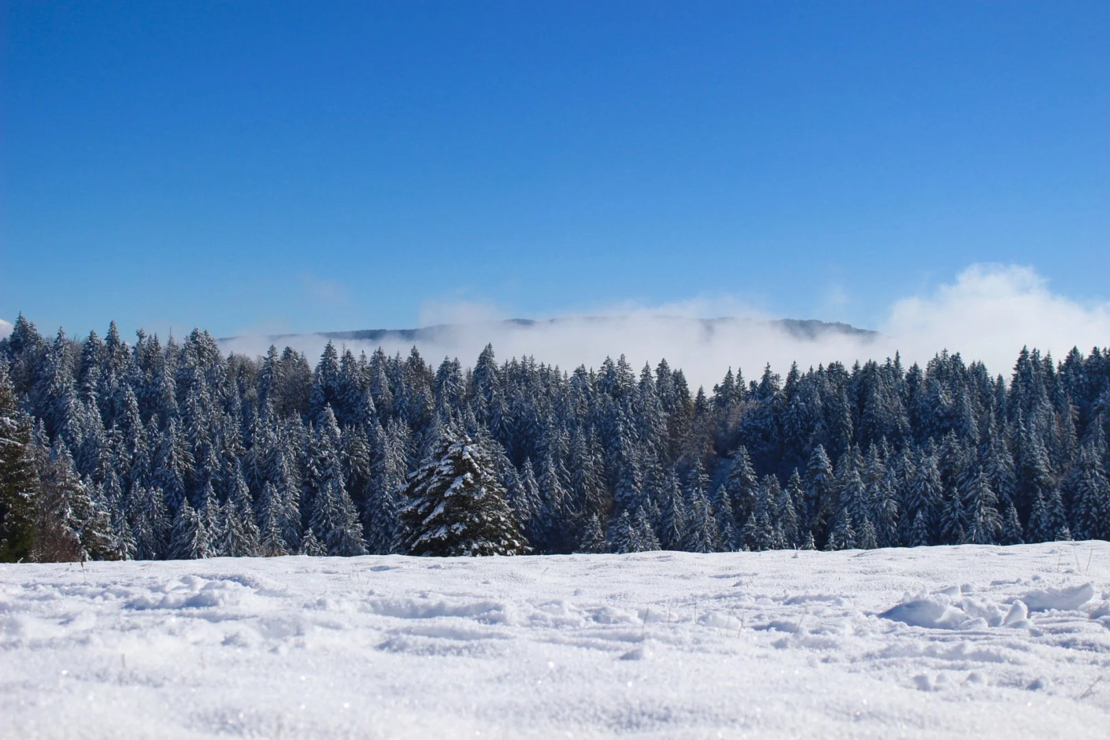 Premières-neiges.jpg