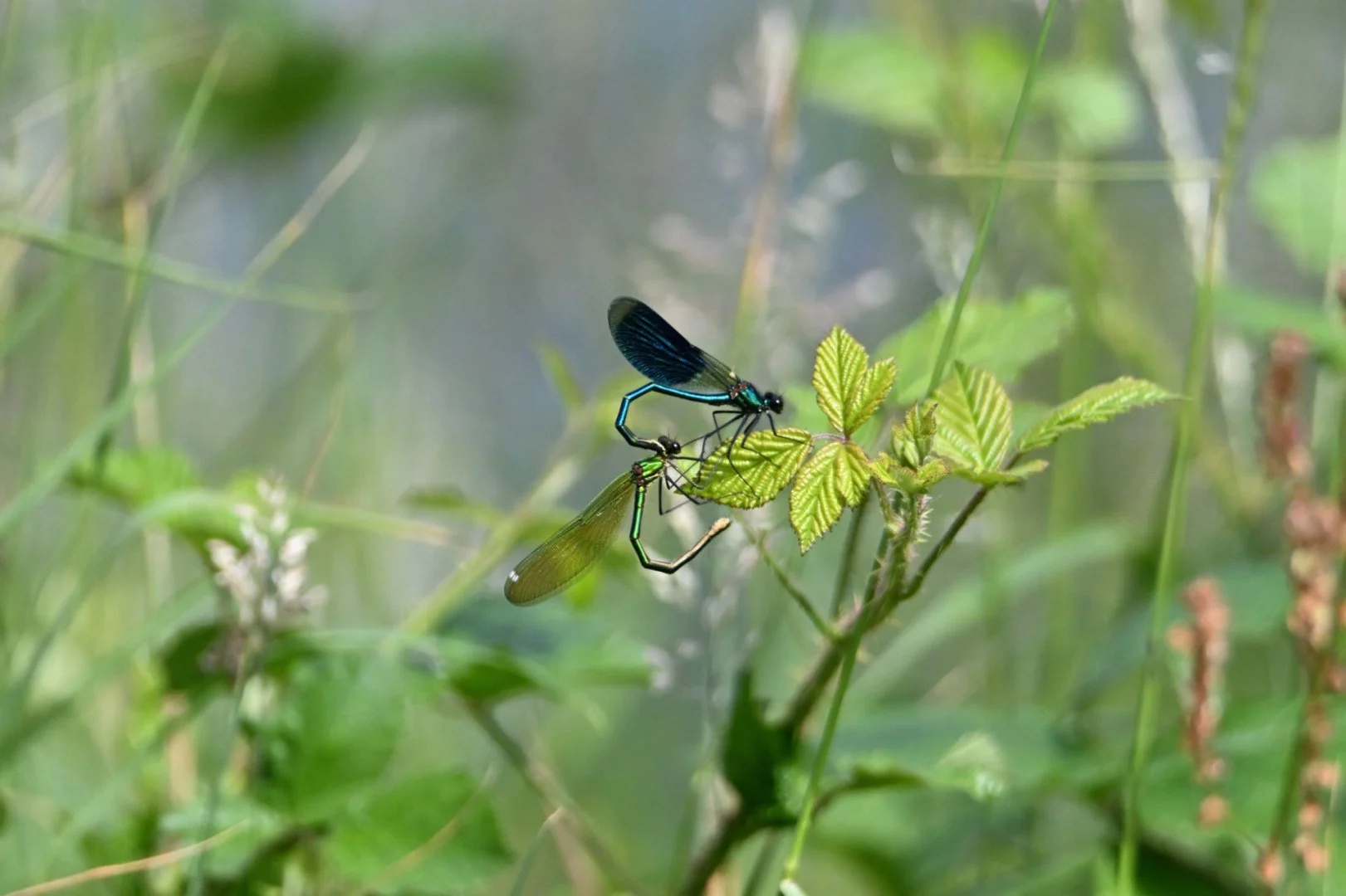 HM-DSC_0460.jpg
