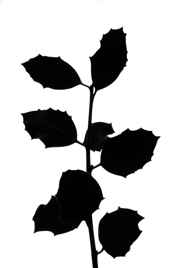 Houx-est-la-silhouette.jpg