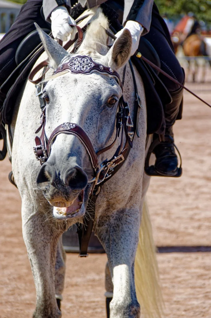 IMG_9824_DxO.jpg